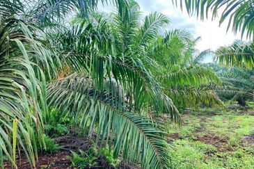 Rimba Terjun Pontian