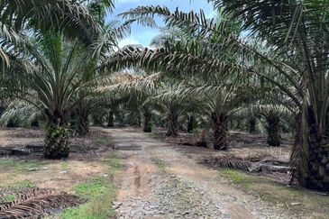 Kulai Felda Inas Oil Palm Land For Sale