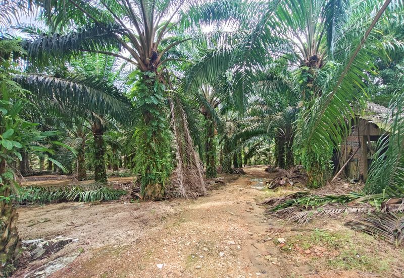 Jalan Pulai Mesra 17