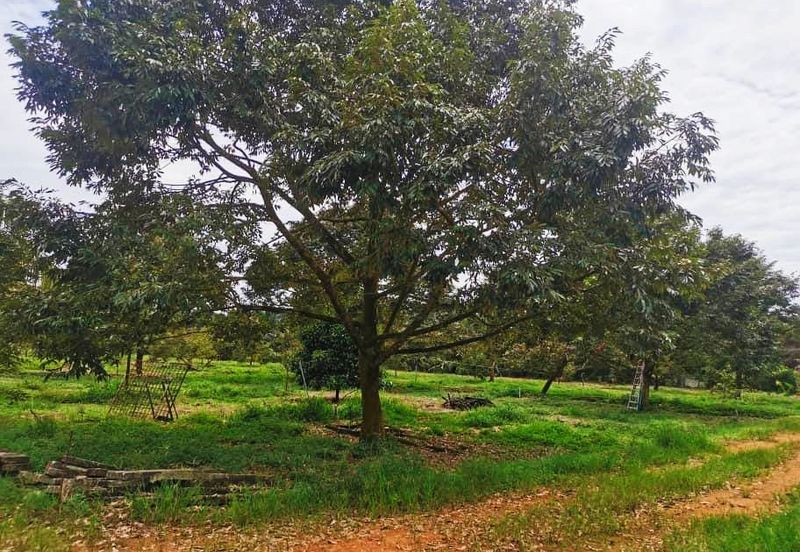 Kulai Durian Farm For Sale