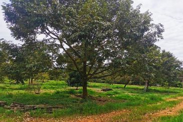 Kulai Durian Farm For Sale