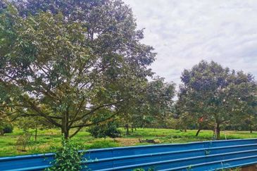 Kulai Durian Farm For Sale