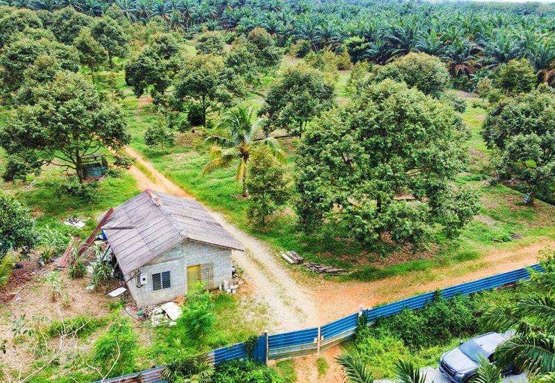 Kulai Durian Farm For Sale