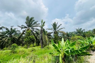 Pontian Oil Palm Land For Sale 