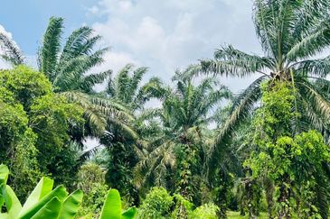 Pontian Oil Palm Land For Sale 