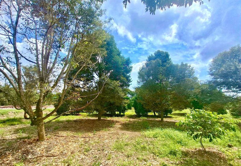 Pontian MAIN ROAD Durian Farm For Sale