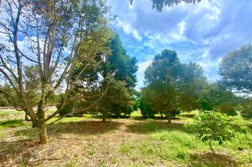 Pontian MAIN ROAD Durian Farm For Sale