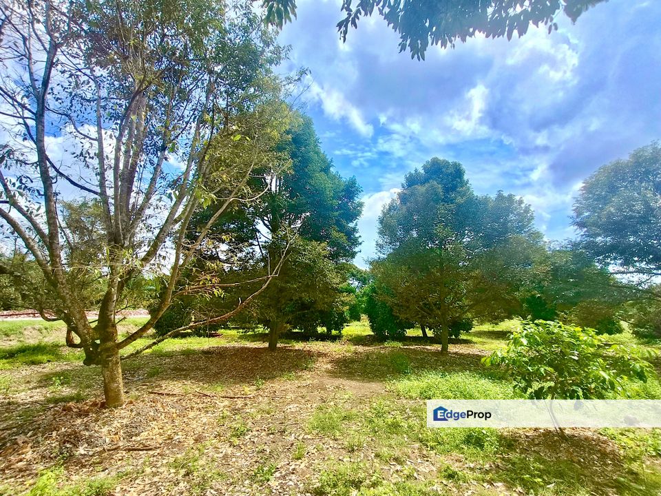 Pontian MAIN ROAD Durian Farm For Sale, Johor, Pontian