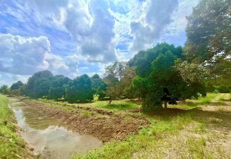 Pontian MAIN ROAD Durian Farm For Sale