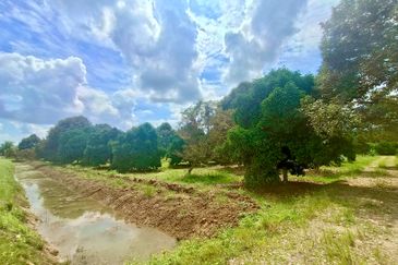 Pontian MAIN ROAD Durian Farm For Sale