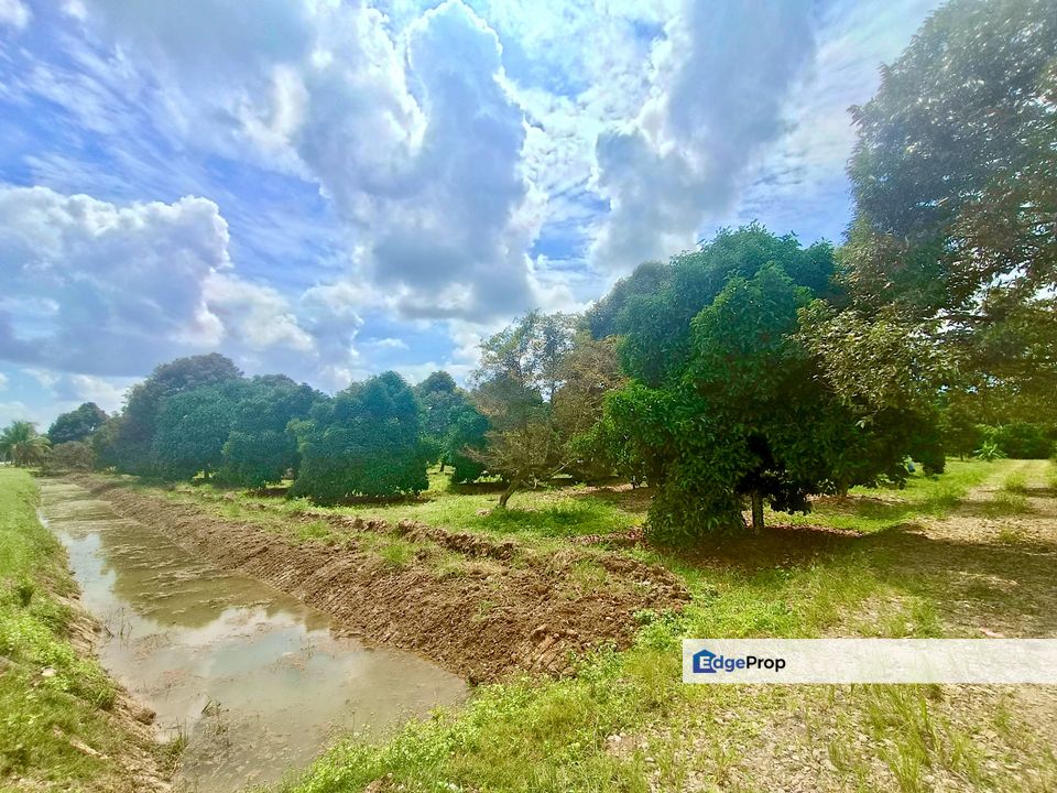 Pontian MAIN ROAD Durian Farm For Sale, Johor, Pontian