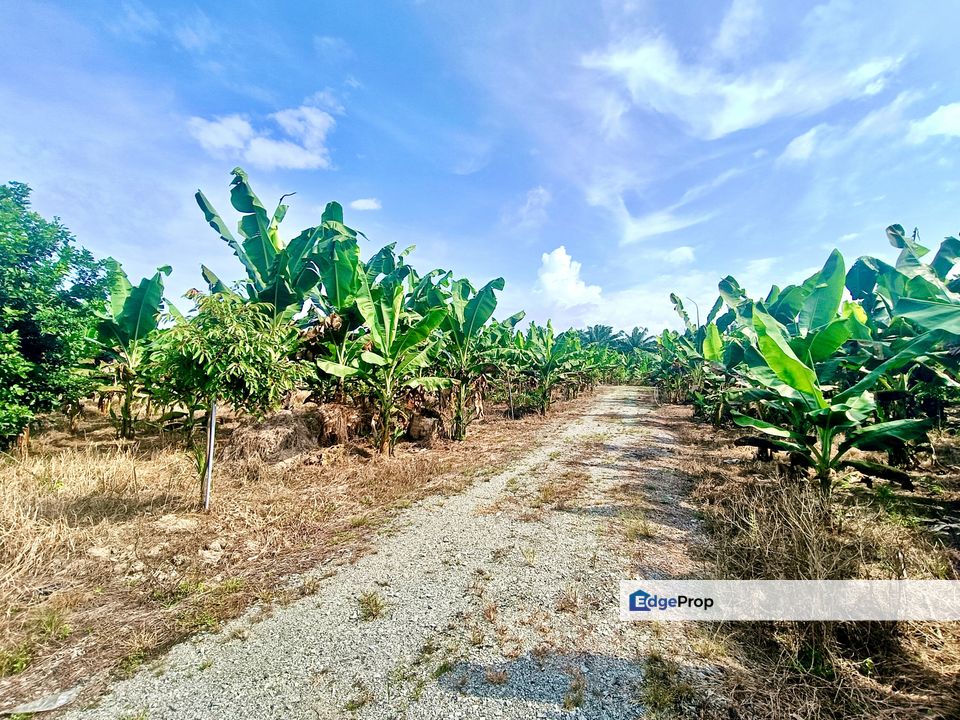 Kukup Durian Farm For Sale, Johor, Pontian