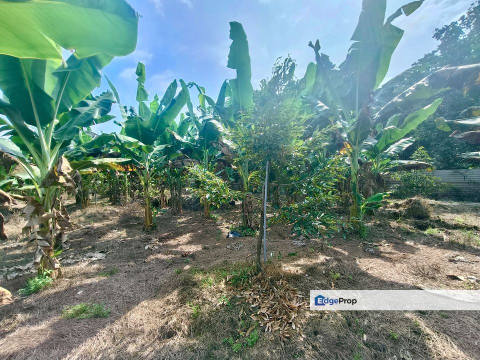 Kukup Durian Farm For Sale, Johor, Pontian