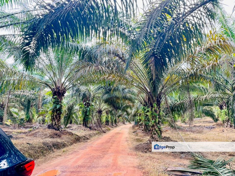 Kluang Ayer Hitam Oil Palm Land For Sale, Johor, Kluang