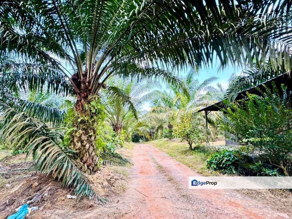 Kluang Ayer Hitam Oil Palm Land For Sale, Johor, Kluang