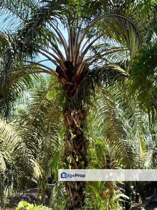 Simpang Renggam BELOW MARKET Oil Palm Land For Sale , Johor, Kluang