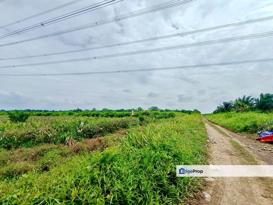 Pontian Pekan Nanas BELOW MARKET Agriculture Land For Sale , Johor, Pontian