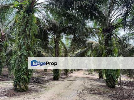 Simpang renggam agriculture land For Sale, Johor, Kluang