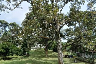 3.2 Acre Orchard with 1 1/2 Storey Bungalow, 4 Homestay, 1 Workers House and Swimming Pool at Seksyen U15, Shah Alam