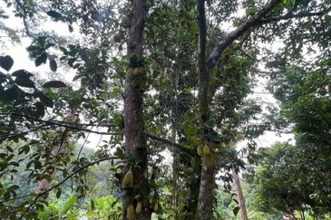 Tanah Pertanian 4 Ekar ,Sungai Gabai, Hulu Langat Near Sg Gabai Waterfall