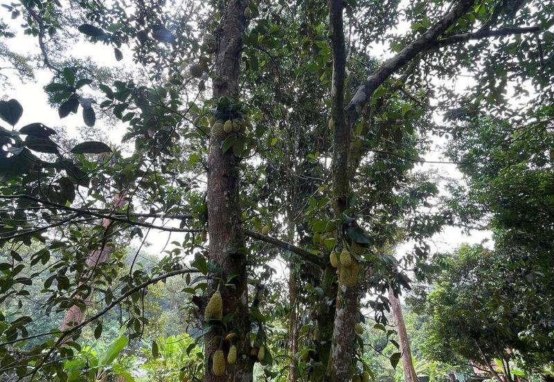 Tanah Pertanian 4 Ekar ,Sungai Gabai, Hulu Langat Near Sg Gabai Waterfall