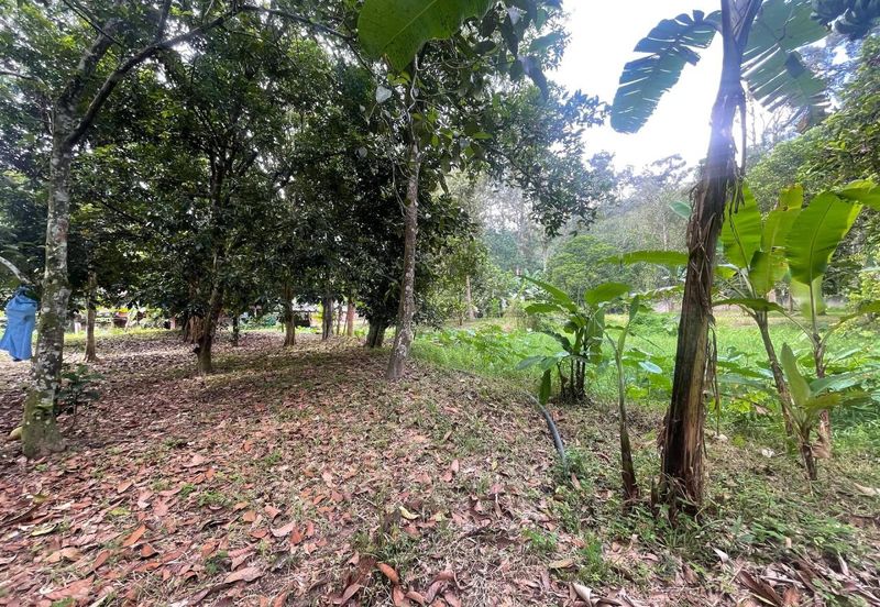 Tanah Pertanian 4 Ekar ,Sungai Gabai, Hulu Langat Near Sg Gabai Waterfall
