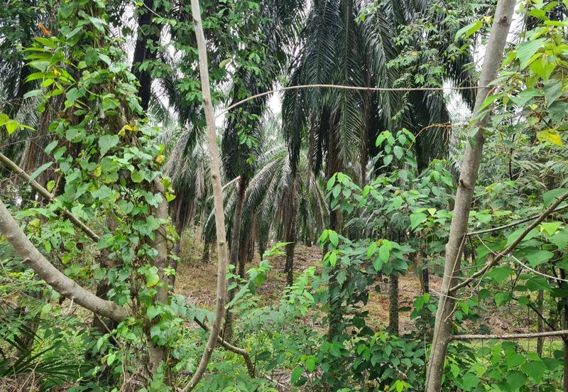 Kampung Jenderam Hulu