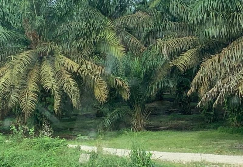 Nusajaya Light Industry Land For Sale