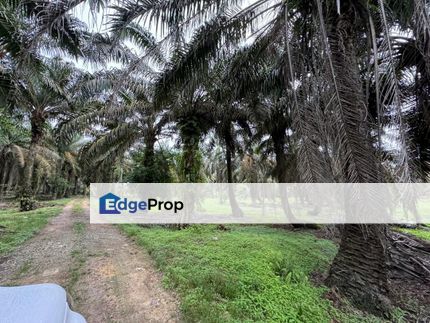 Machap Simpang Renggam Johor 24 Acre Agricultural Land For Sale, Johor, Simpang Renggam