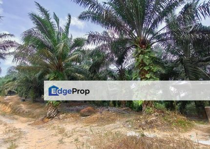 Kluang Johor Agricultural Land Large Oil Palm Plantation For Sale, Johor, Kluang