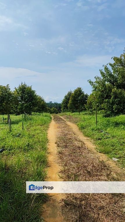 Agricultural Land Kulai Durian Farm for Sale half an hour from Kulai Town, Johor, Kulai