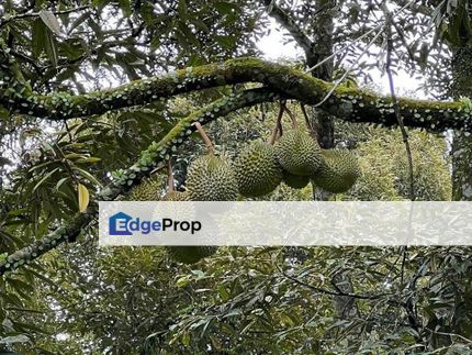 Kulai Durian Farm Agricultural Land for Sale, Johor, Kulai