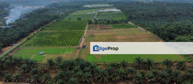 Agricultural Land in Jalan Sungai Tiram, Ulu Tiram for Sale, Johor, Ulu Tiram