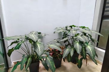 Bayou Water Village Leisure Farm