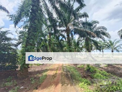 Oil Palm Land at Benut Pontian For Sale, Johor, Pontian