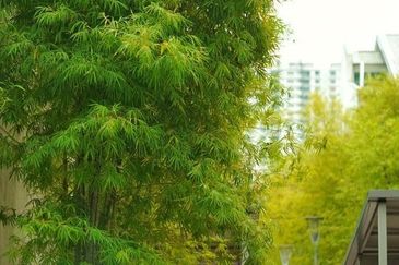 The Seed @ Sutera Utama