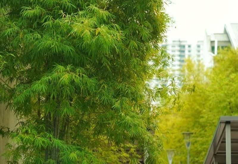 The Seed @ Sutera Utama