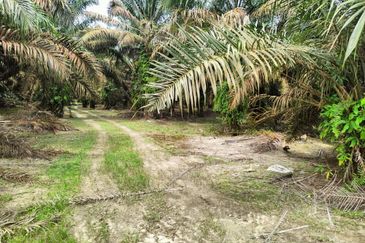 Agriculture Land Layang Layang Kluang For Sale