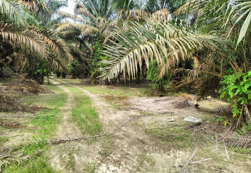 Agriculture Land Layang Layang Kluang For Sale