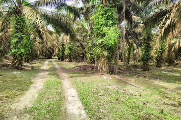 Agriculture Land Layang Layang Kluang For Sale