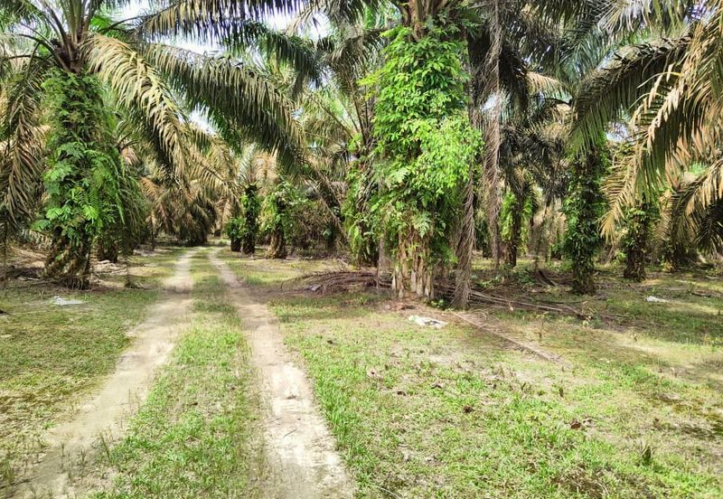 Agriculture Land Layang Layang Kluang For Sale