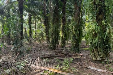 Taman Sri Pekan Nanas