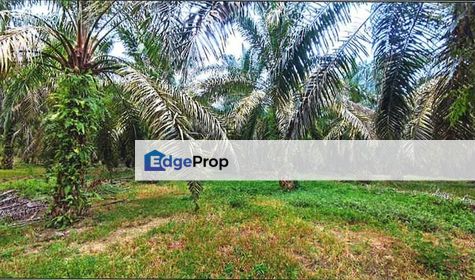 Palm Oil Agricultural Land @ Kluang , Johor, Kluang