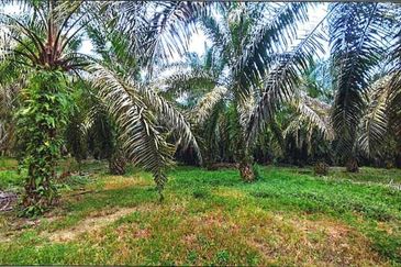 Palm Oil Agricultural Land @ Kluang 