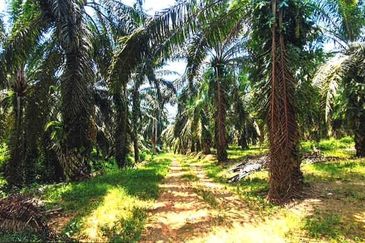 Palm Oil Agricultural Land @ Kluang 