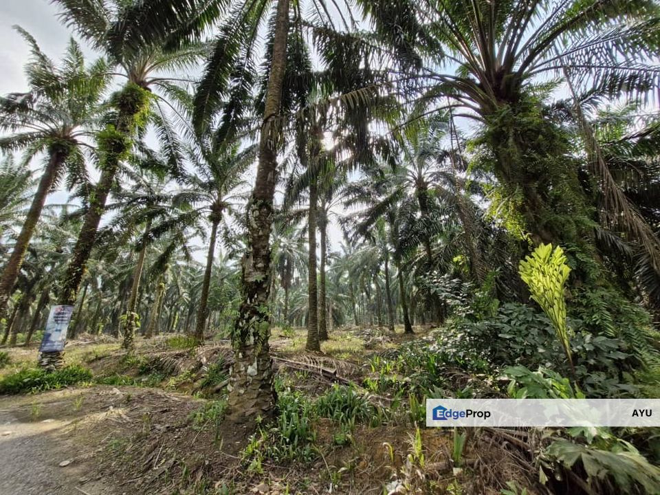 Jeram Batu , Ulu Pulai , Gelang Patah , Pulai , Pekan Nanas Agricultural Land, Johor, Pekan Nanas (Pekan Nenas)