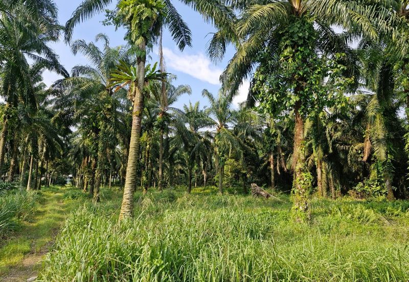 JERAM BATU PEKAN NENAS