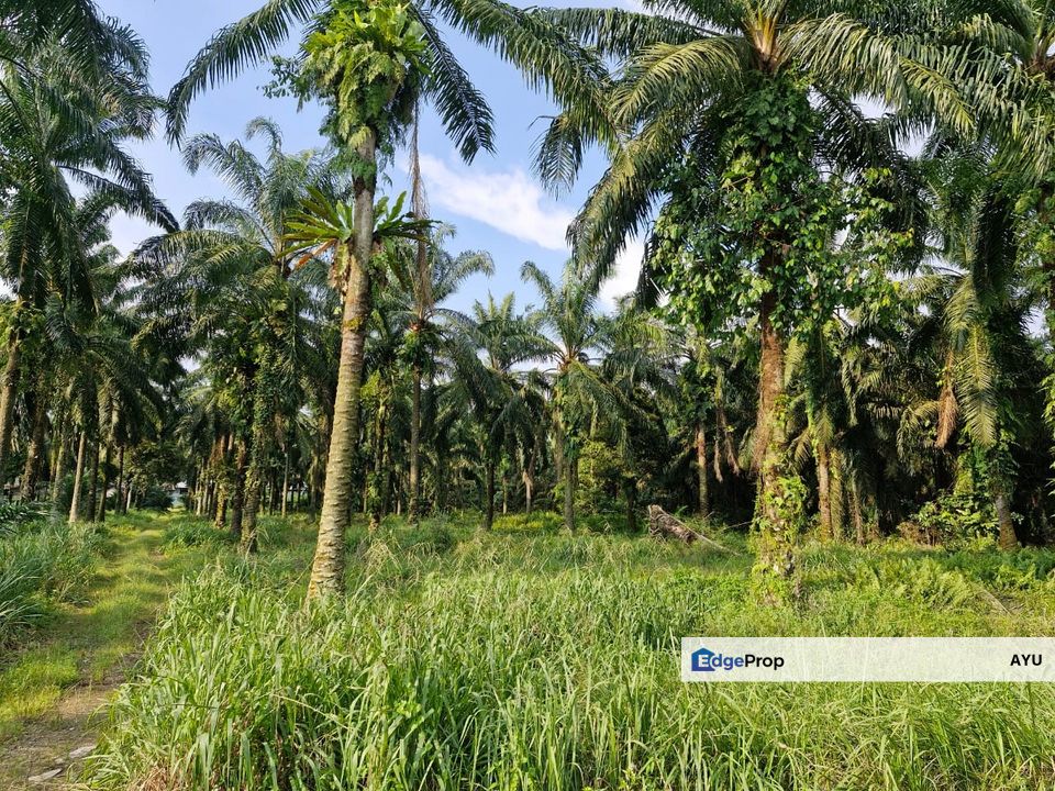 Jeram Batu , Ulu Pulai Gelang Patah , Pulai , Pekan Nanas 2 Adjoining Unit Agricultural Land, Johor, Pekan Nanas (Pekan Nenas)