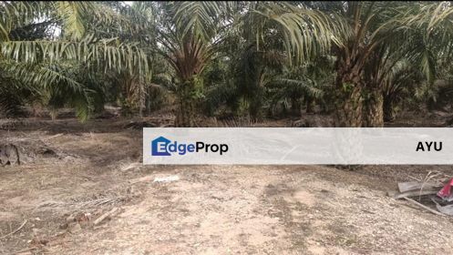 Kukup Agricultural Land For Sale , Johor, Pontian