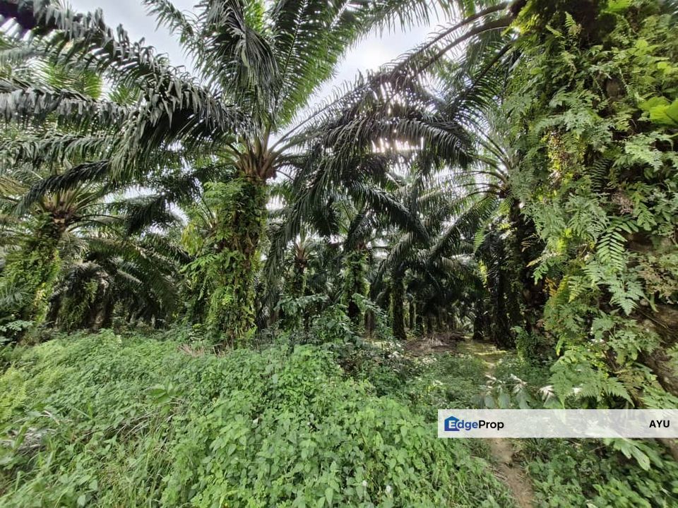 JERAM BATU PEKAN NENAS 7.38 Acres Agricultural Land, Johor, Pontian